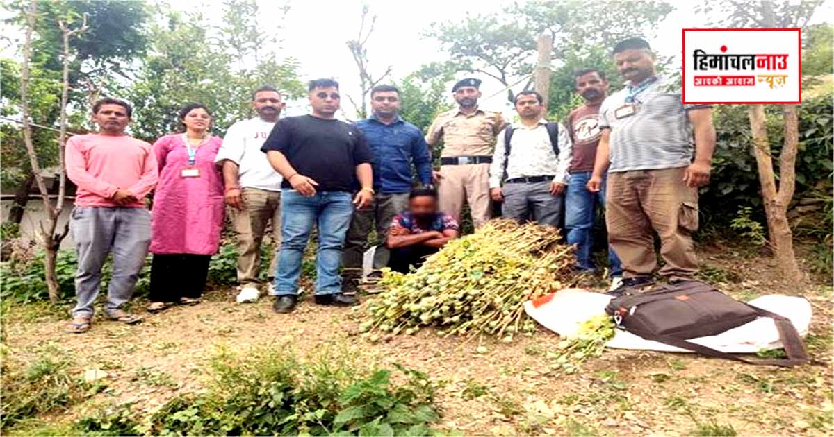 NDPS / साहो क्षेत्र में अवैध अफीम खेती मामले में 878 पौधे बरामद, एक आरोपी के खिलाफ मामला दर्ज