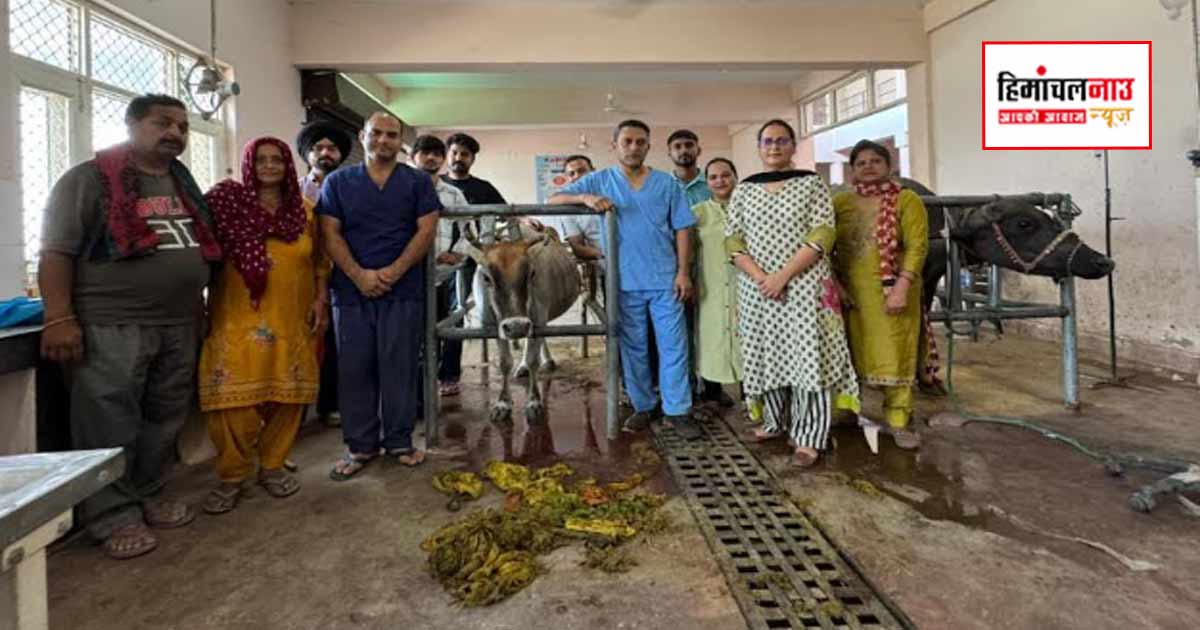 ऊना के ललड़ी पॉलीक्लीनिक में गाय के पेट से निकला 7 किलो प्लास्टिक, ऑपरेशन सफल
