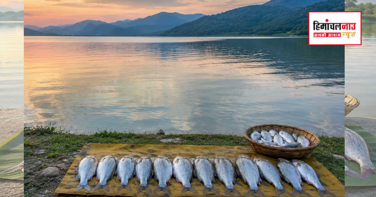 Fishing Ban / 15 अगस्त तक पौंग झील में मछली पकड़ने पर रहेगी रोक, अवैध शिकार पर होगी सख्त कार्रवाई