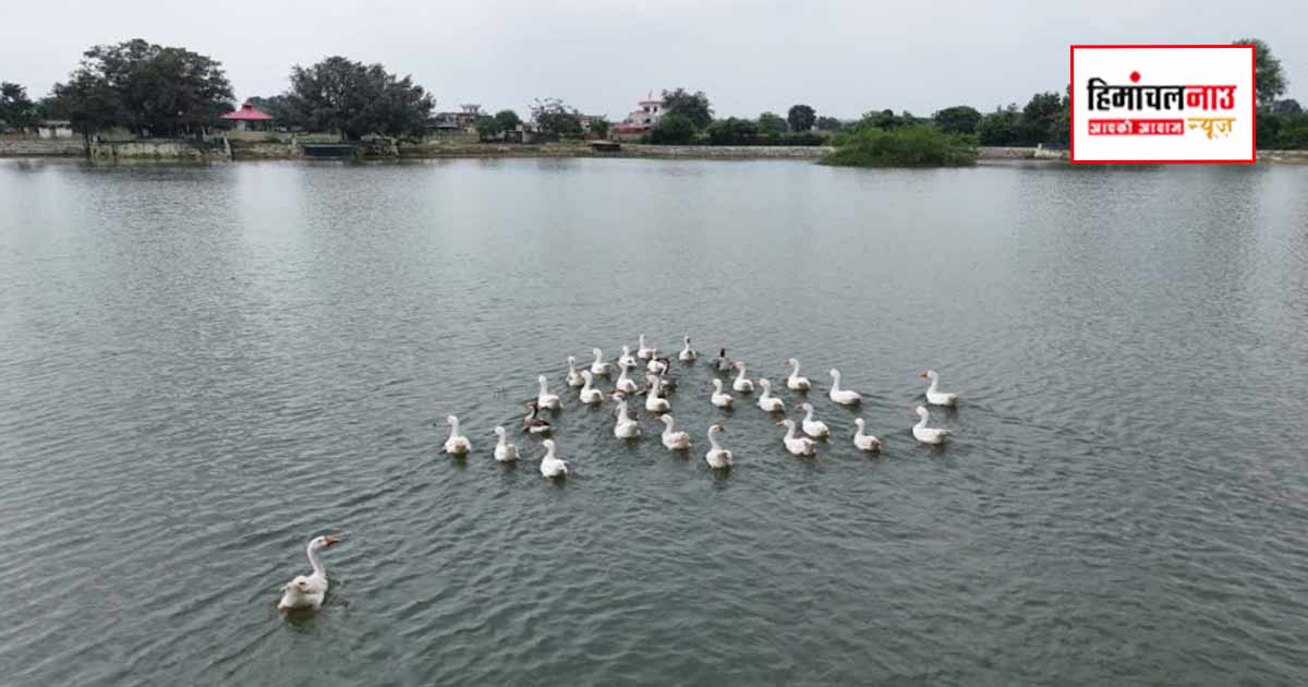 हिमाचल में जल संरक्षण का नया मॉडल बन रहे हरोली के तालाब 