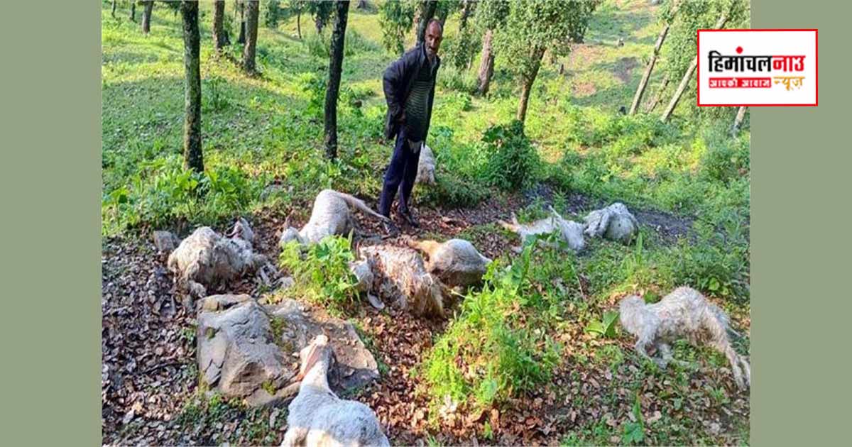 सराज के सलोट गांव में आकाशीय बिजली गिरने से 20 बकरियों की मौत, मुआवजे की मांग