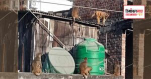 लाहड़ी क्षेत्र में बंदरों के हमले से 5 लोग घायल, स्थानीय लोगों ने समाधान की मांग उठाई