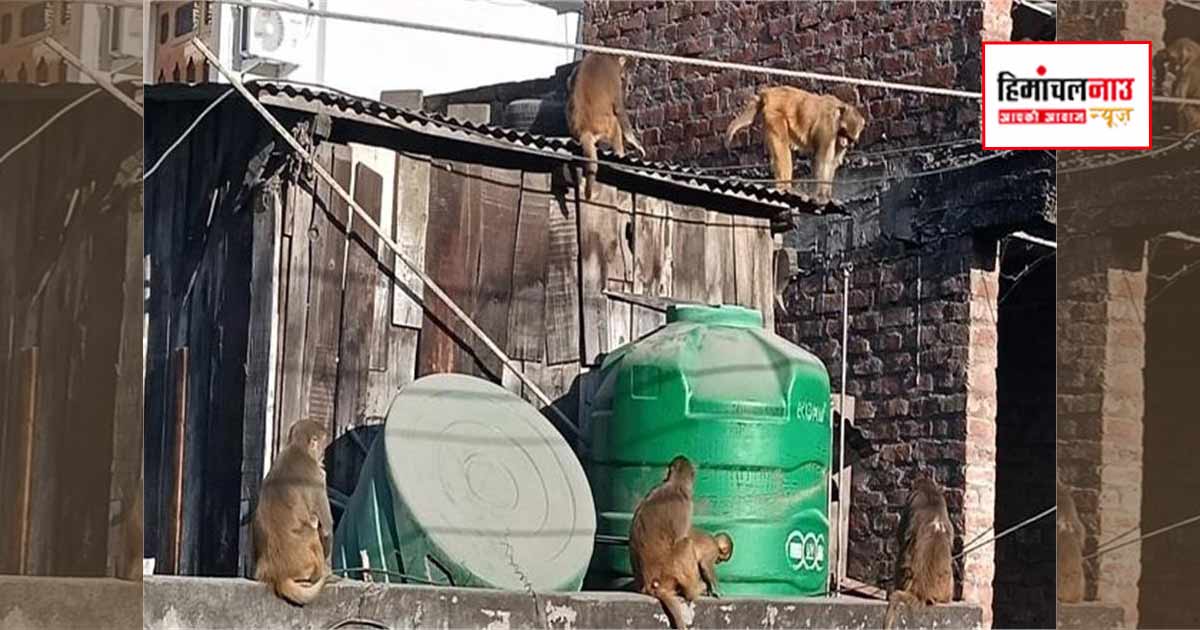 लाहड़ी क्षेत्र में बंदरों के हमले से 5 लोग घायल, स्थानीय लोगों ने समाधान की मांग उठाई