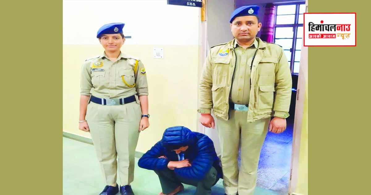 NDPS / शिमला के ठियोग में सेब बागीचे से 1,155 अफीम डोडा पौधे बरामद, एक व्यक्ति गिरफ्तार