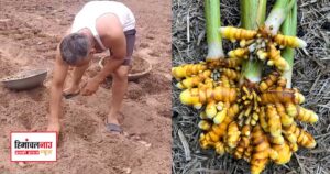 सिरमौर में राजेंद्र सोनिया किस्म की हल्दी की खेती से बढ़ी किसानों की उम्मीद