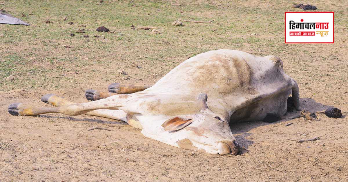 करंट लगने से गाय की मौत, बिजली विभाग की कथित लापरवाही पर केस दर्ज