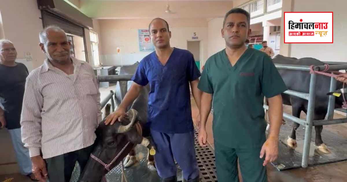 पशु चिकित्सालय ललड़ी में सफल शल्य चिकित्सा से भैंस को मिला नया जीवन 