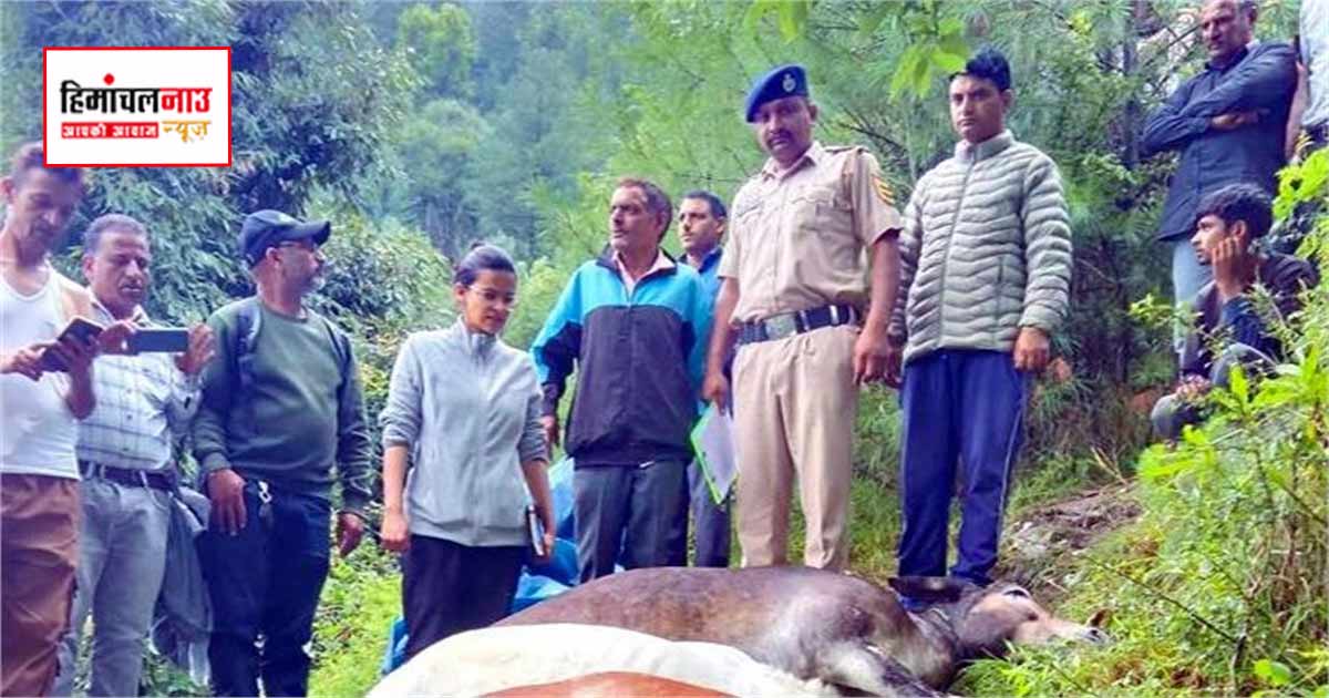 चम्बा में आसमानी बिजली गिरने से तीन खच्चरों की मौत, प्रशासन ने शुरू किया नुकसान का आकलन