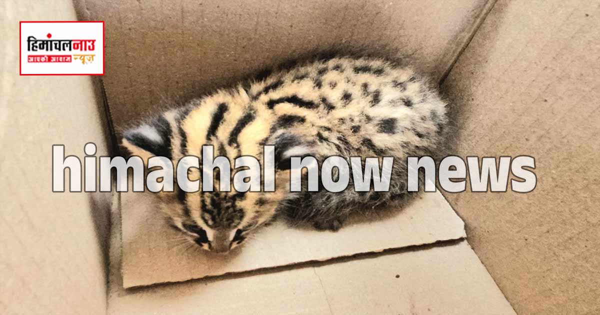 टेलीफोन कंपनी की लापरवाही ने मां से बिछोड़ा तेंदुए का दूधमुंहा शावक