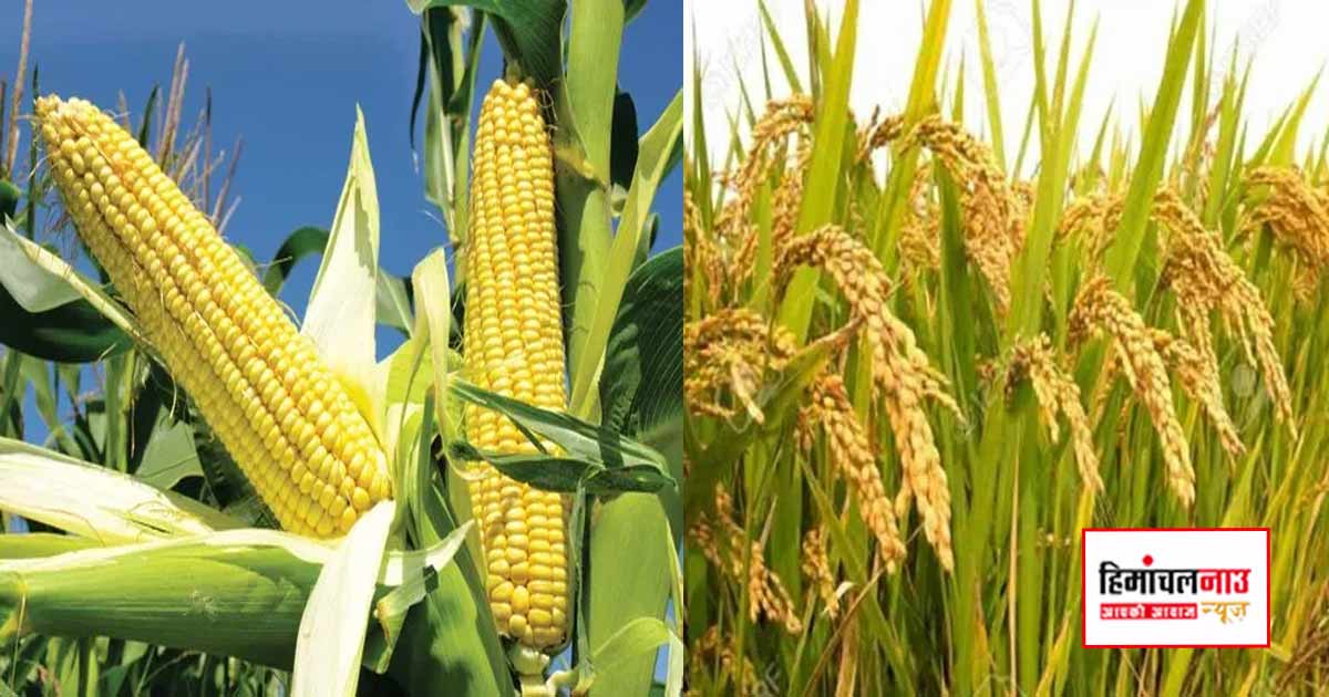 Agriculture / हिमाचल सरकार ने किसानों से 31 जुलाई तक मक्का और धान की फसल का बीमा कराने की अपील