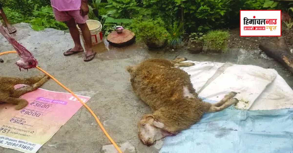 मंडी के अरड़ा गांव में गौशाला में घुसकर तेंदुए ने तीन भेड़ों को मारा, वन विभाग से कार्रवाई की मांग