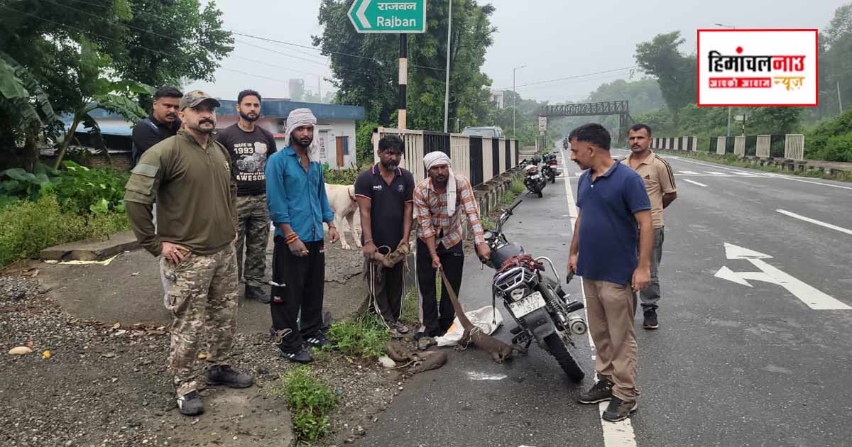 Crime / पांवटा साहिब में वन विभाग का बड़ा शिकंजा, तीन शिकारियों से 4 मॉनिटर लिजर्ड बरामद; एक जिंदा, तीन मिलीं मृत