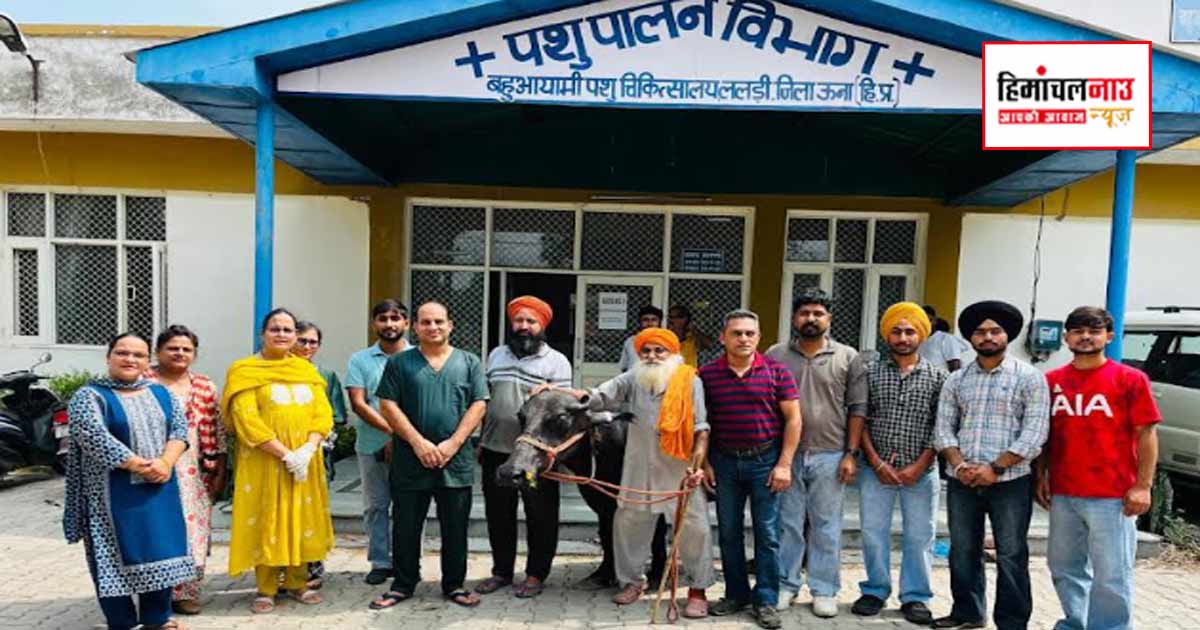 पॉलीक्लीनिक पशु चिकित्सालय ललड़ी में 66 नुकीली धातु की तारें निकालकर गर्भवती भैंस को दिया नया जीवन 