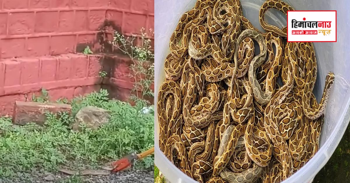 धर्मशाला पीजी कॉलेज के कॉमर्स ब्लॉक में मिले 20 जहरीले रसेल वाइपर, वन विभाग ने किया रेस्क्यू