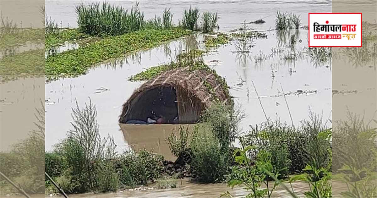 ऊना में स्वां नदी के बढ़े जलस्तर से सब्जियों की फसल प्रभावित, कई खेत जलमग्न, किसानों ने मांगा मुआवजा