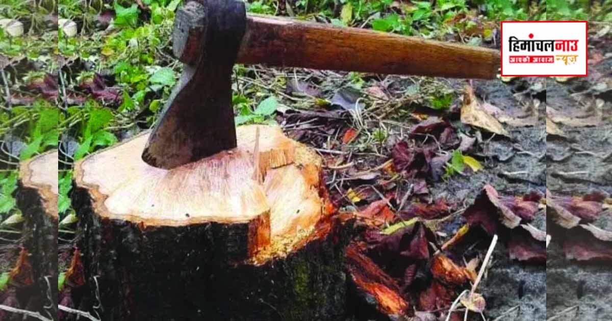 Crime / ऊना के भड़ियारा में 25 से 30 खैर के पेड़ों की अवैध कटाई, अज्ञात आरोपियों के खिलाफ मामला दर्ज