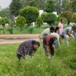 धौलाकुआं में गाजर घास हटाते वैज्ञानिक और कर्मचारी