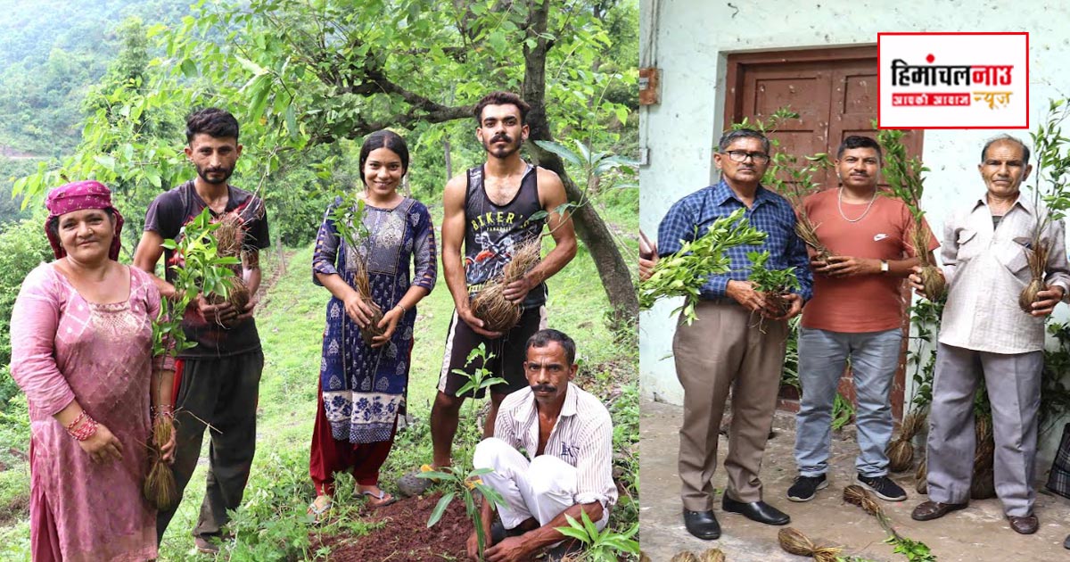 Horticulture / सिरमौर में बागवानों को अनुदान पर मिले 3,675 फलदार पौधे, आय बढ़ाने की दिशा में पहल