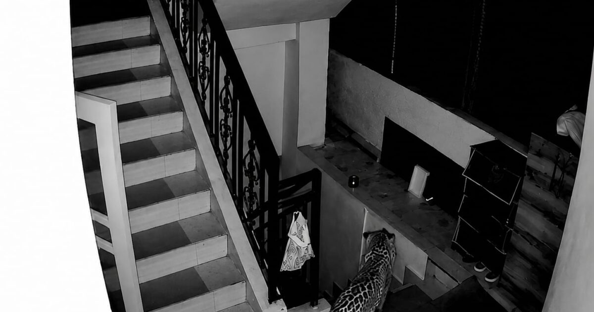 राजगढ़ के टिक्कर रोड पर तीन बार दिखा तेंदुआ, कुत्ते के दो पिल्लों को उठा ले गया