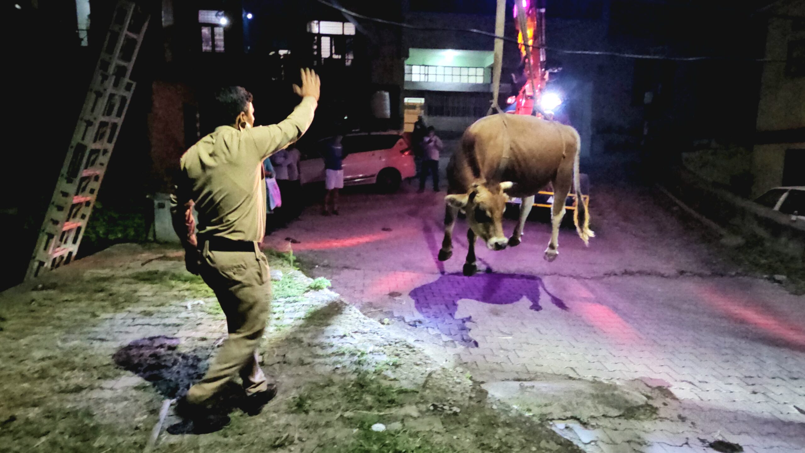यशवंत विहार के खतरनाक मोड़ पर गहरी खाई में गिरा बैल, चार घंटे चला रेस्क्यू ऑपरेशन