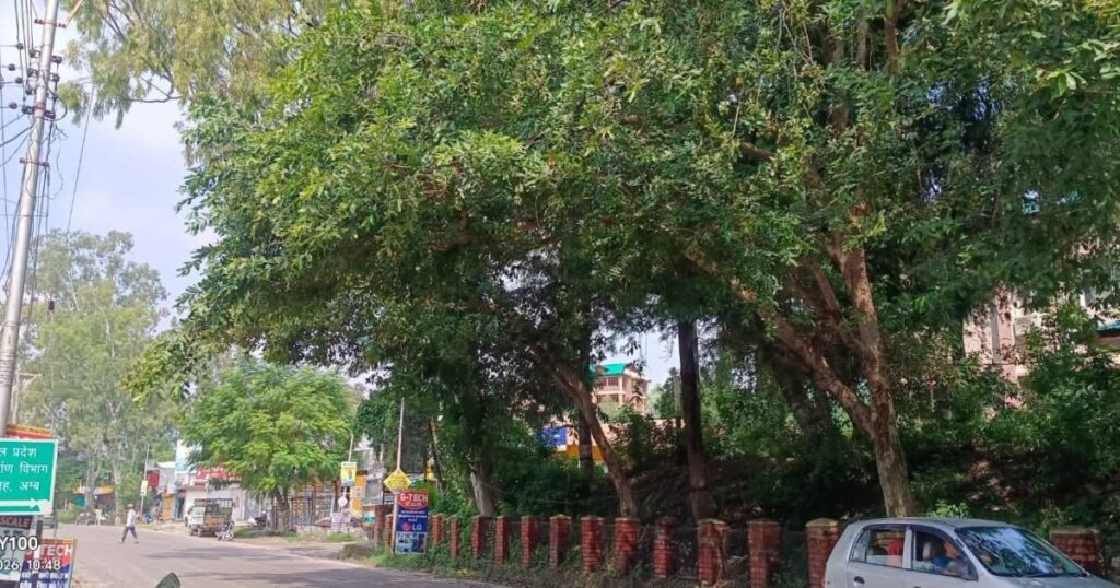 अम्ब पीडब्ल्यूडी विश्राम गृह के बाहर झुकी शाखाएं और बंद नाली