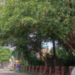 अम्ब पीडब्ल्यूडी विश्राम गृह के बाहर झुकी शाखाएं और बंद नाली