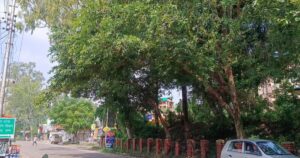 अम्ब पीडब्ल्यूडी विश्राम गृह के बाहर झुकी शाखाएं और बंद नाली