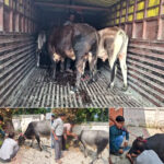 बिलासपुर में लावारिस पशुओं के खिलाफ संयुक्त अभियान
