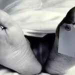 सिरमौर में लापता बलदेव दत्त का शव गोशाला से बरामद