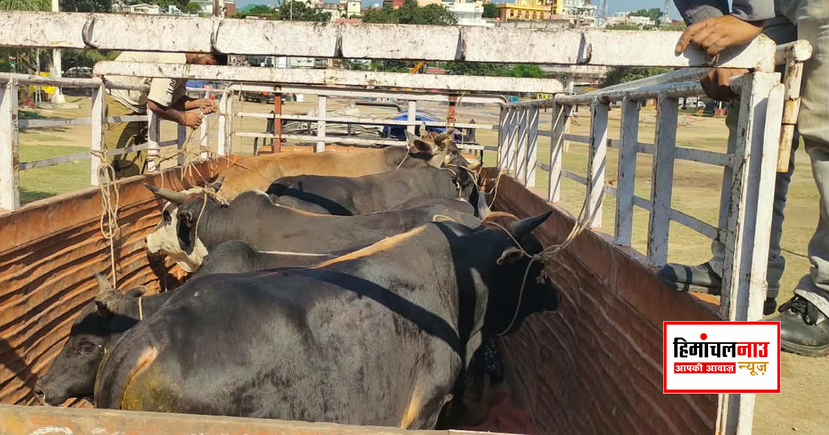 नाहन से सात बेसहारा गौवंश भेजे कोटला बड़ोग गौशाला