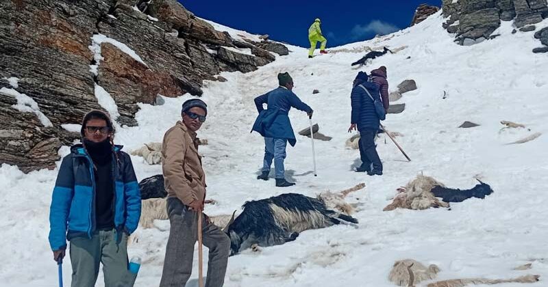 रुपिन पास में चरवाहों और भेड़-बकरियों का बचाव अभियान