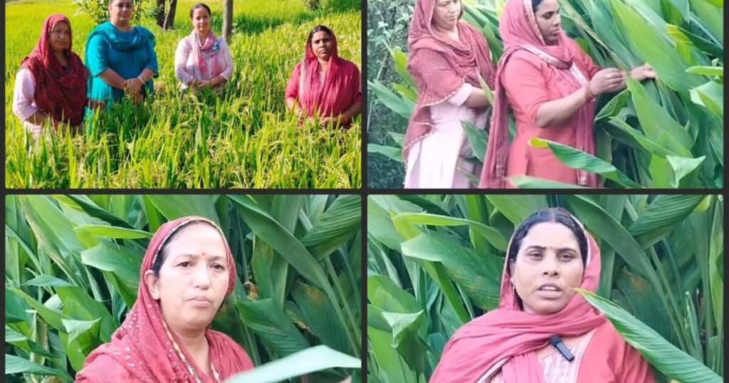 बैजनाथ में हल्दी की खेती करते किसान
