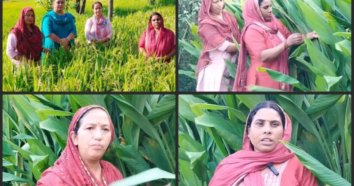Turmeric Farming / 150 रुपये किलो समर्थन मूल्य से हल्दी की खेती को बढ़ावा, बैजनाथ के किसान फसल विविधीकरण से तलाश रहे आय के नए रास्ते